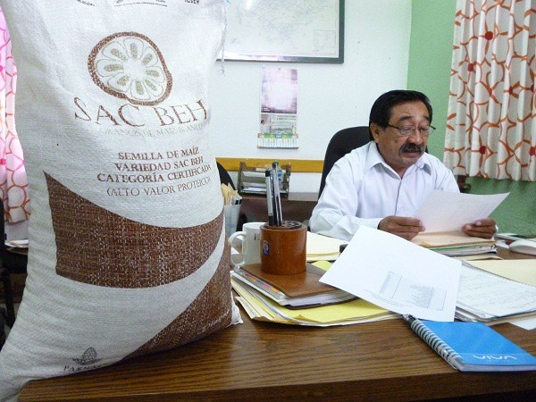 Entregan maíz sac beh a productores de Tizimín Entregan maíz sac beh a productores de Tizimín