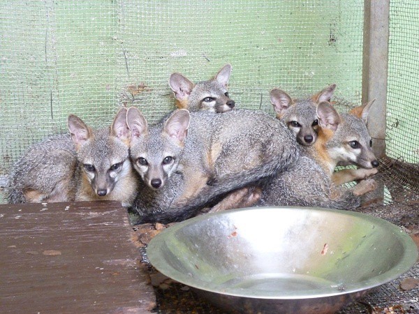 10 animales más para el zoológico de Tizimín 10 animales más para el zoológico de Tizimín