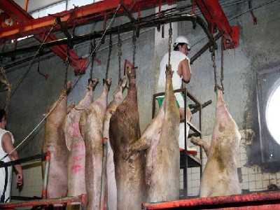 El meridano gran consumidor de carne de puerco El meridano gran consumidor de carne de puerco
