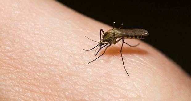 Disminuyen casos de dengue en el estado de Yucatán Disminuyen casos de dengue en el estado de Yucatán