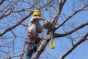 Podaran casi 9 mil árboles en avenidas principales de Mérida Podaran casi 9 mil árboles en avenidas principales de Mérida