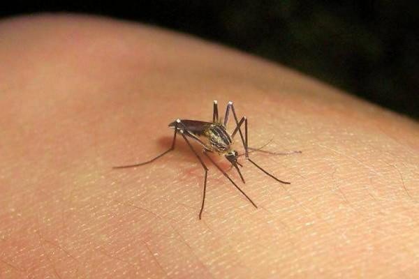 Especialistas advierten sobre el tránsito del virus de chikungunya en el estado Especialistas advierten sobre el tránsito del virus de chikungunya en el estado