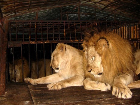 Serán decomisados animales que ingresen en circos a Yucatán Serán decomisados animales que ingresen en circos a Yucatán