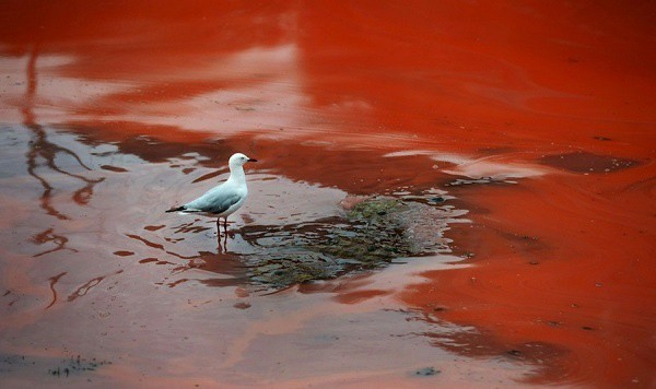 No hay riesgos en actividad pesquera de San Felipe por marea roja No hay riesgos en actividad pesquera de San Felipe por marea roja