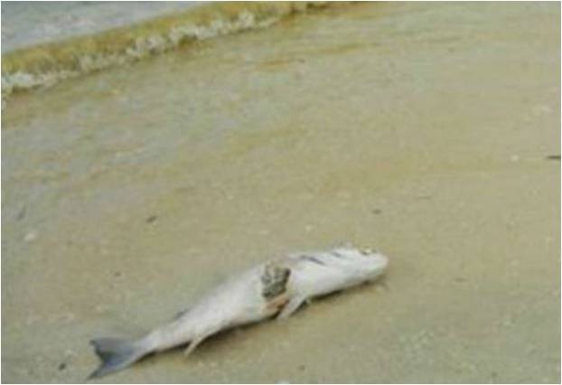 Aún no se sabe si hay marea roja; pescadores han detectado peces y otras especies muertas Aún no se sabe si hay marea roja; pescadores han detectado peces y otras especies muertas