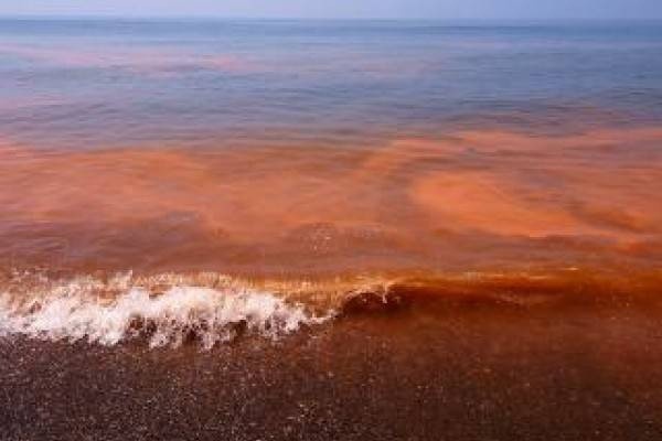 Confirmado, marea roja en aguas yucatecas Confirmado, marea roja en aguas yucatecas