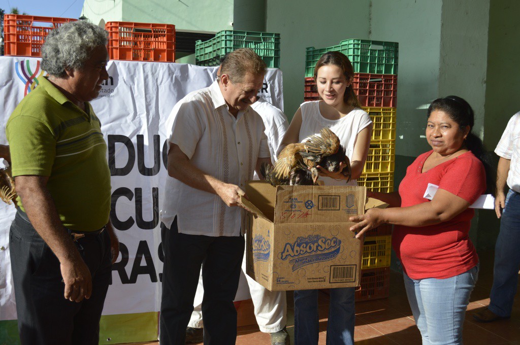 Más de mil familias reciben aves de traspatio Más de mil familias reciben aves de traspatio