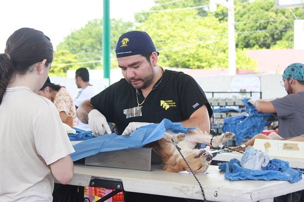 Esterilizan en Tizimín a más de 100 mascotas en campaña masiva Esterilizan en Tizimín a más de 100 mascotas en campaña masiva