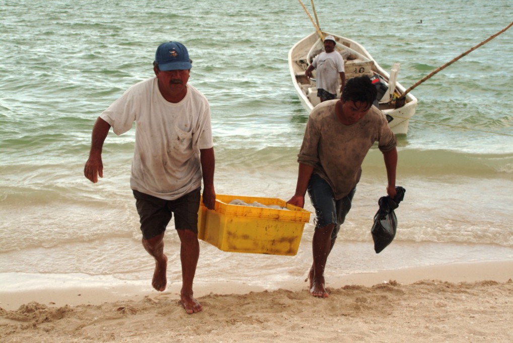 Se desploma la pesca del mero Se desploma la pesca del mero