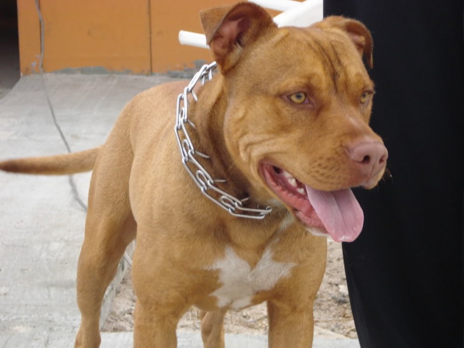 Perro pitbull y su amo atacan a una señora Perro pitbull y su amo atacan a una señora