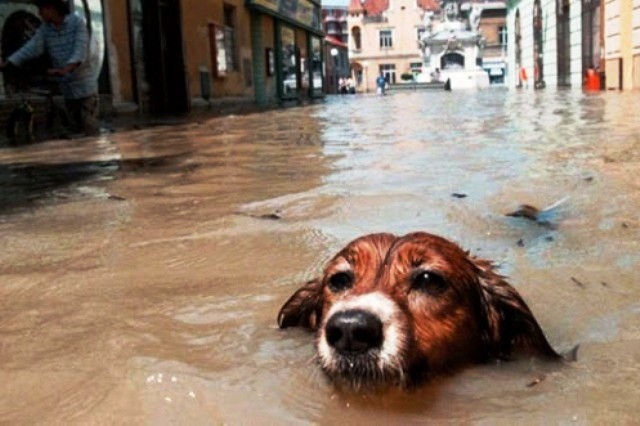 Protección animal en caso de desastres Protección animal en caso de desastres