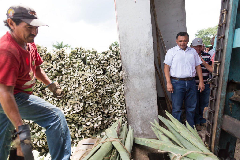 Impulsarán la producción del henequén Impulsarán la producción del henequén