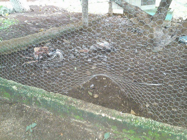 Perros callejeros devoran aves del zoológico de Tizimín Perros callejeros devoran aves del zoológico de Tizimín