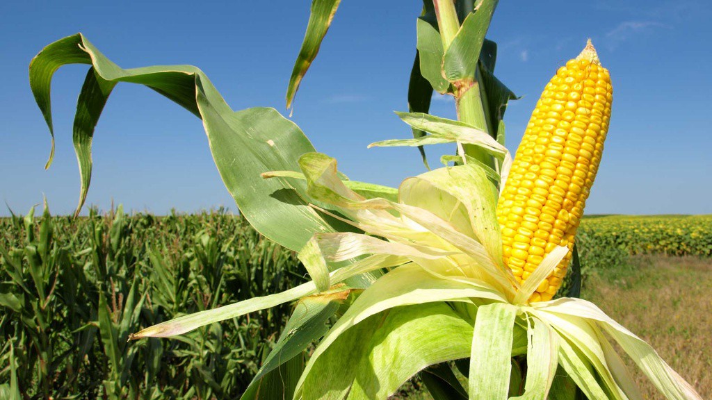 Pérdida millonaria en producción de maíz Pérdida millonaria en producción de maíz