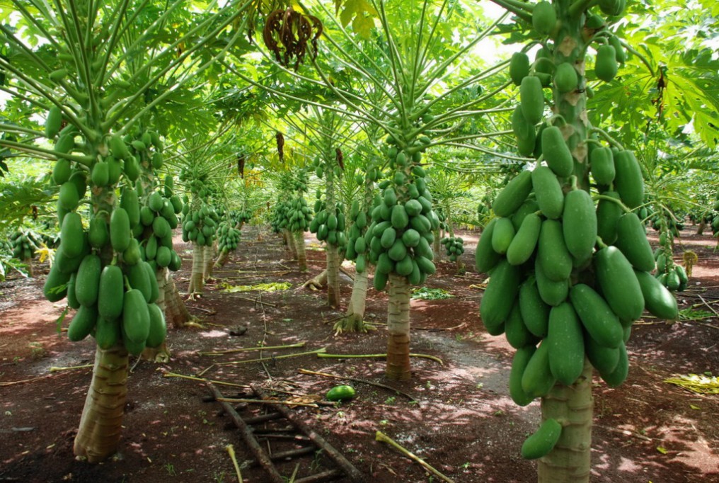 Productores de papaya no pueden exportar Productores de papaya no pueden exportar