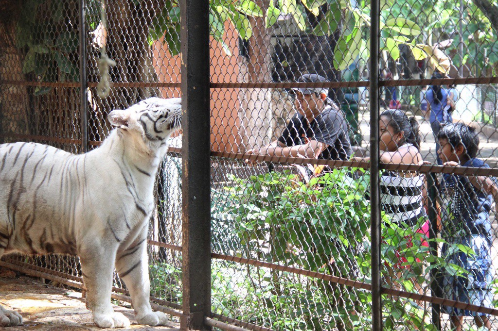 Inversión millonaria para zoológicos Inversión millonaria para zoológicos