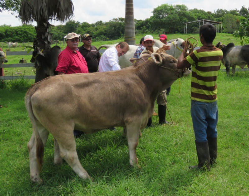 Exportan ganado de Tizimín a Centroamérica Exportan ganado de Tizimín a Centroamérica