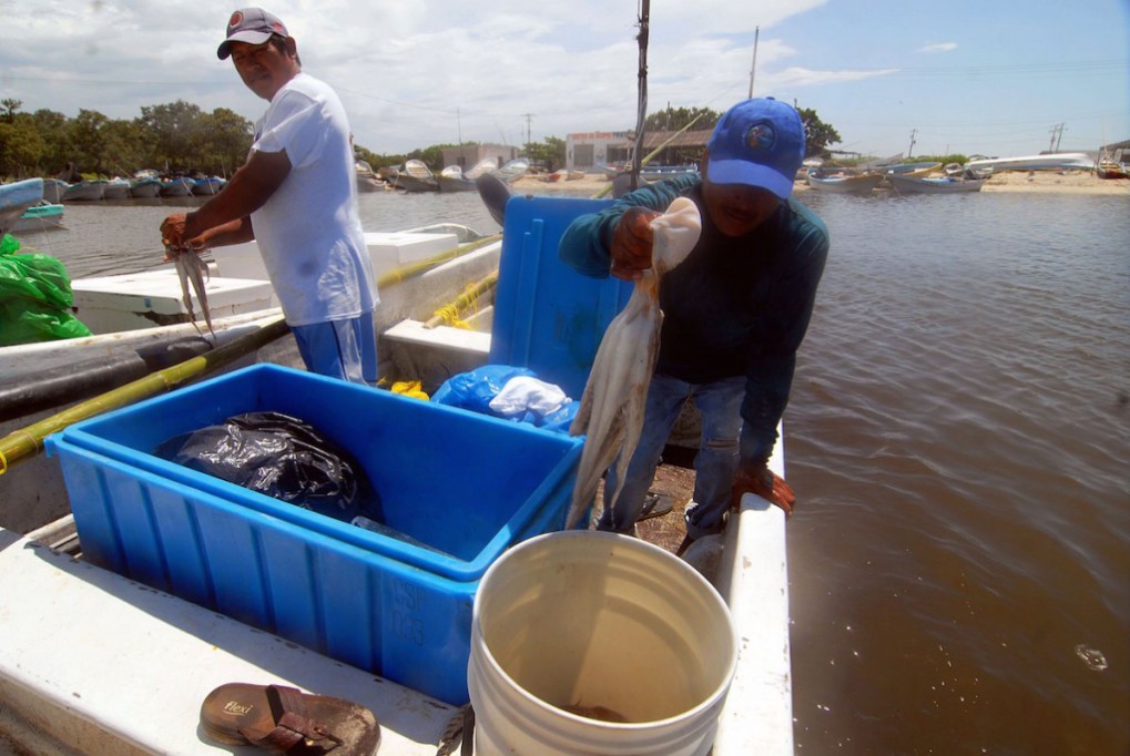 Reportan buena captura del pulpo Reportan buena captura del pulpo