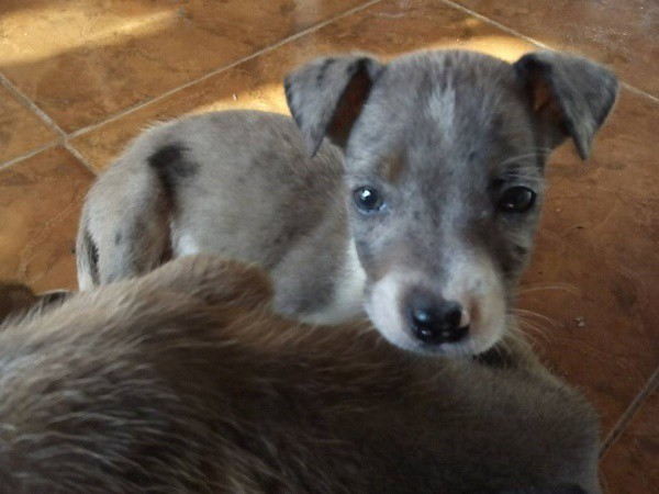 Invitan a 1ª Feria de adopción perruna, en Tizimín Invitan a 1ª Feria de adopción perruna, en Tizimín