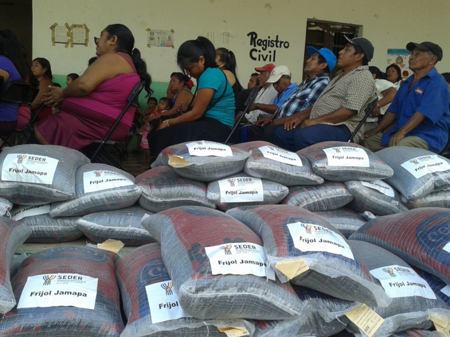 Distribuyen frijol Jamapa en comisarías de Tizimín Distribuyen frijol Jamapa en comisarías de Tizimín
