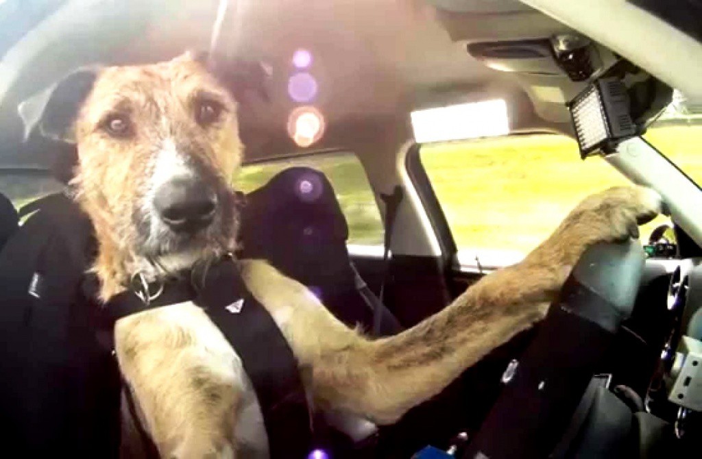 Ebrio asegura que su perro chocó su coche Ebrio asegura que su perro chocó su coche