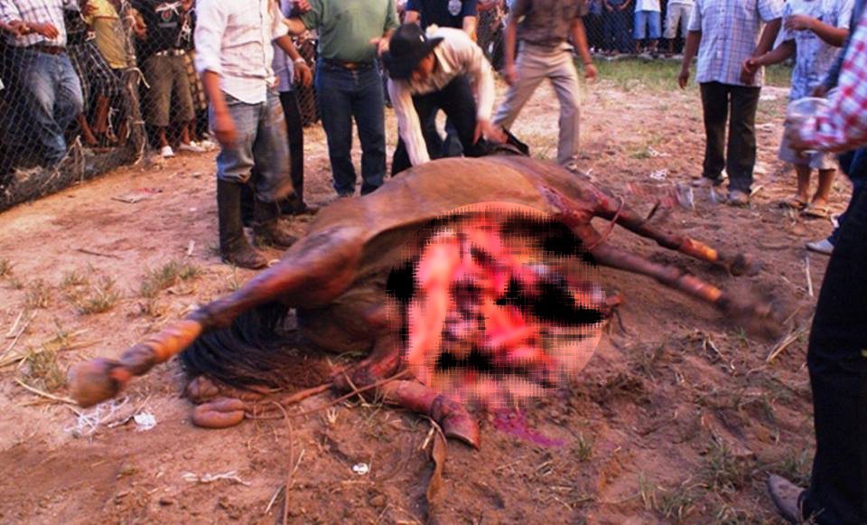 Continúan los festejos con sacrificio de animales Continúan los festejos con sacrificio de animales