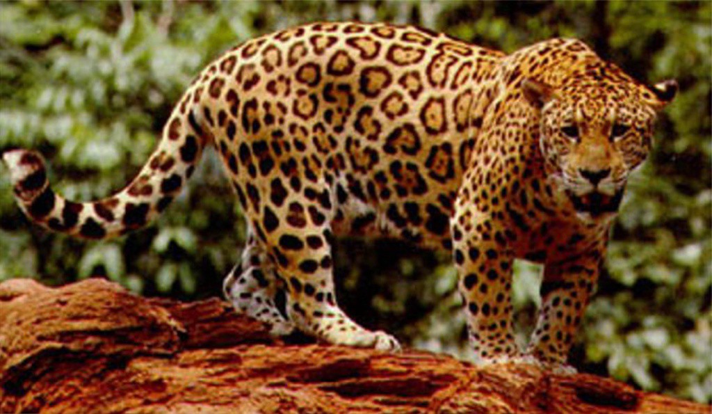 Proponen “Museo de Animales de México” en Mérida Proponen “Museo de Animales de México” en Mérida