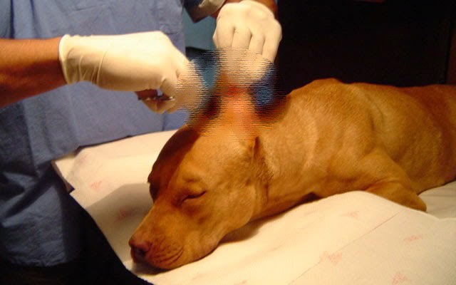 Proponen Ley que prohíba mutilación estética de mascotas Proponen Ley que prohíba mutilación estética de mascotas