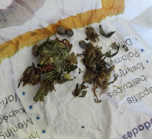 Detienen en Valladolid a 5 menores con droga Detienen en Valladolid a 5 menores con droga