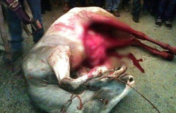 Solicitan prohibición de los torneos de lazo Solicitan prohibición de los torneos de lazo