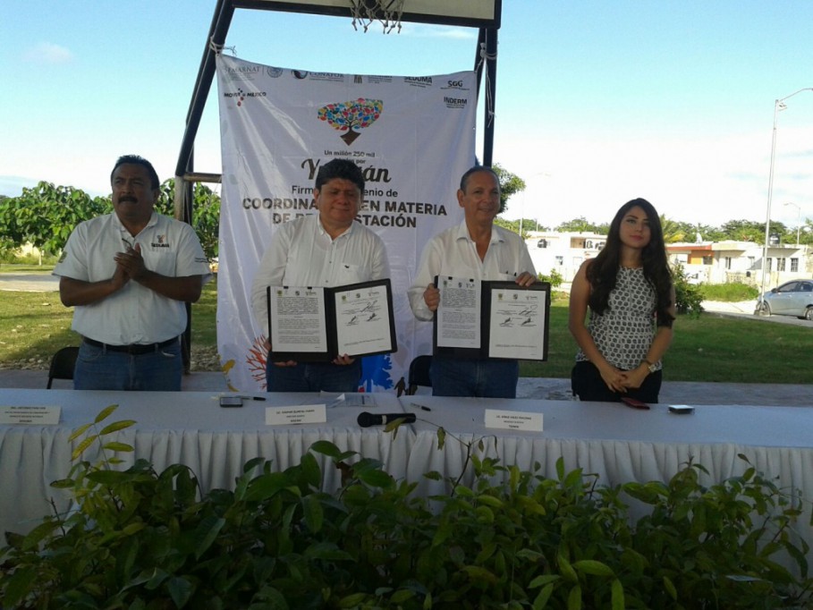 Tizimín consigue 30 mil árboles más para reforestar Tizimín consigue 30 mil árboles más para reforestar