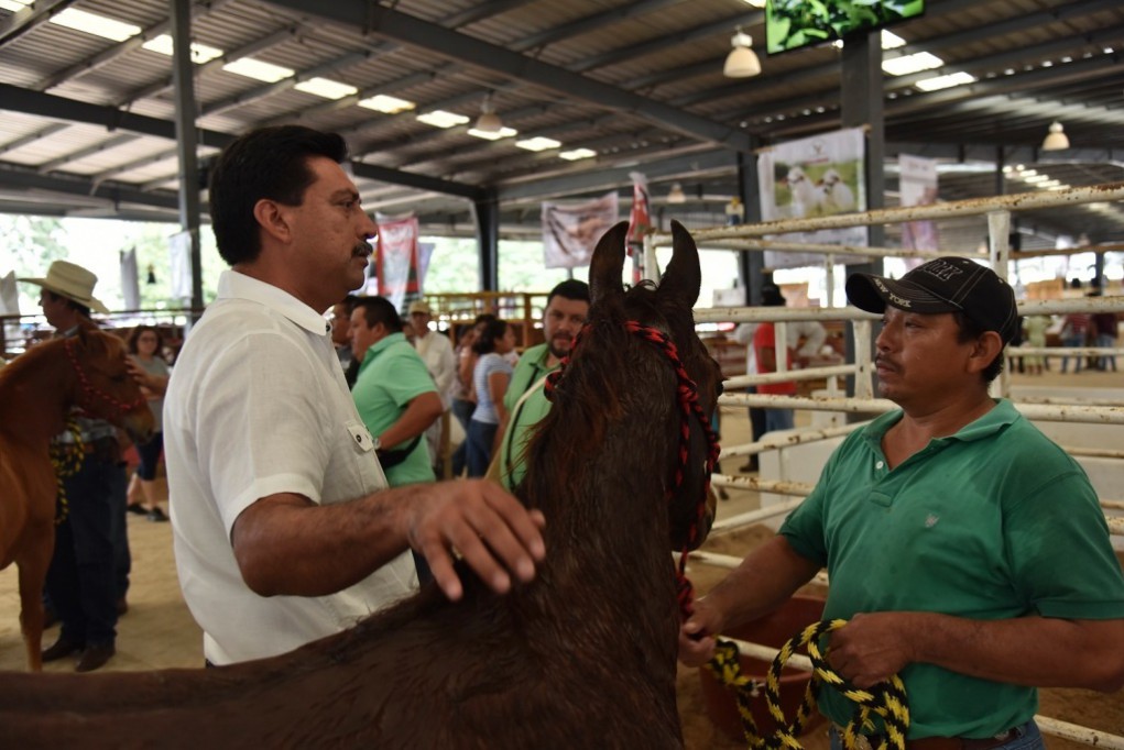 Exitoso balance de ganadería en Xmatkuil Exitoso balance de ganadería en Xmatkuil