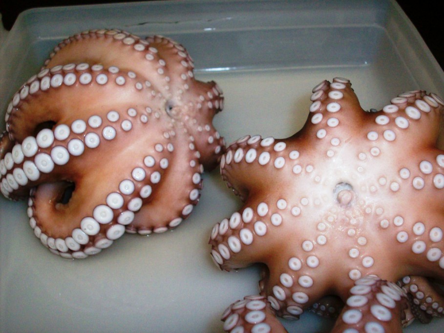 Capturan más de 15 mil toneladas de pulpo en 2015 Capturan más de 15 mil toneladas de pulpo en 2015