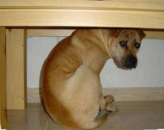 Bombitas lastiman los oídos de los perros Bombitas lastiman los oídos de los perros