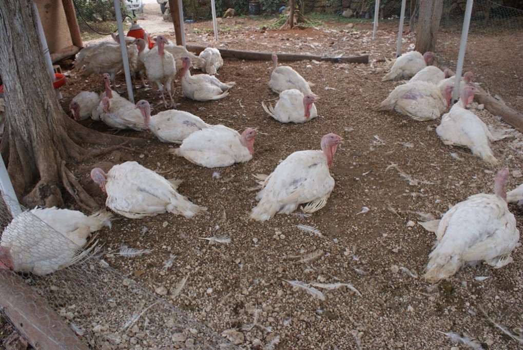 En 2015, cae la venta de pavo en un 72% En 2015, cae la venta de pavo en un 72%