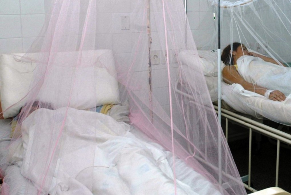 Disminuyen los casos de dengue en Yucatán Disminuyen los casos de dengue en Yucatán