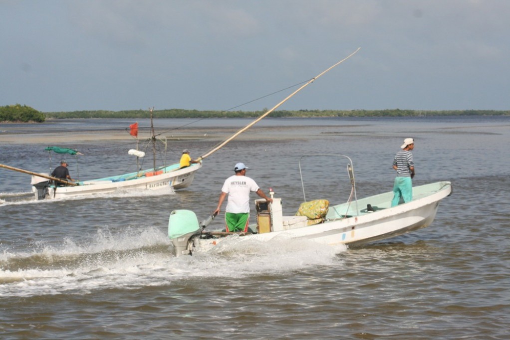 Aumenta volumen en la pesca de mero Aumenta volumen en la pesca de mero