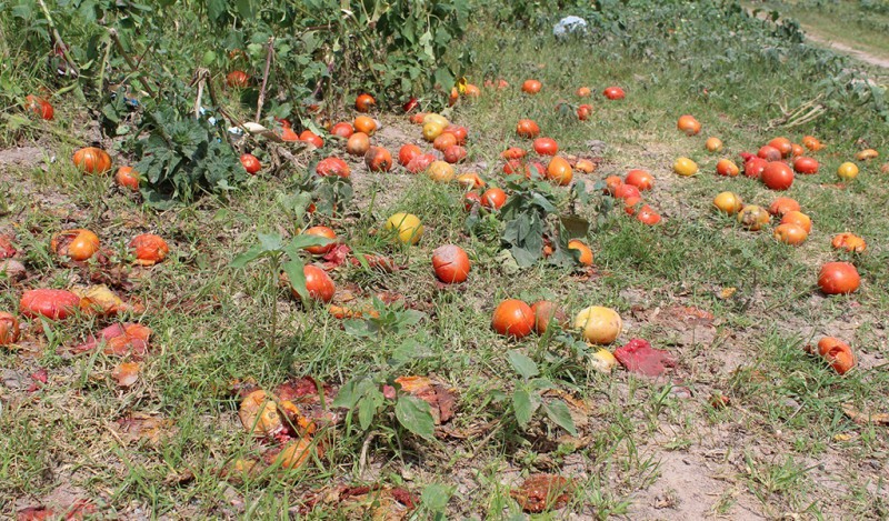 Horticultores mantienen una buena producción Horticultores mantienen una buena producción