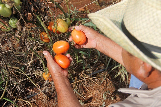 Aumentan apoyos para productores agropecuarios Aumentan apoyos para productores agropecuarios