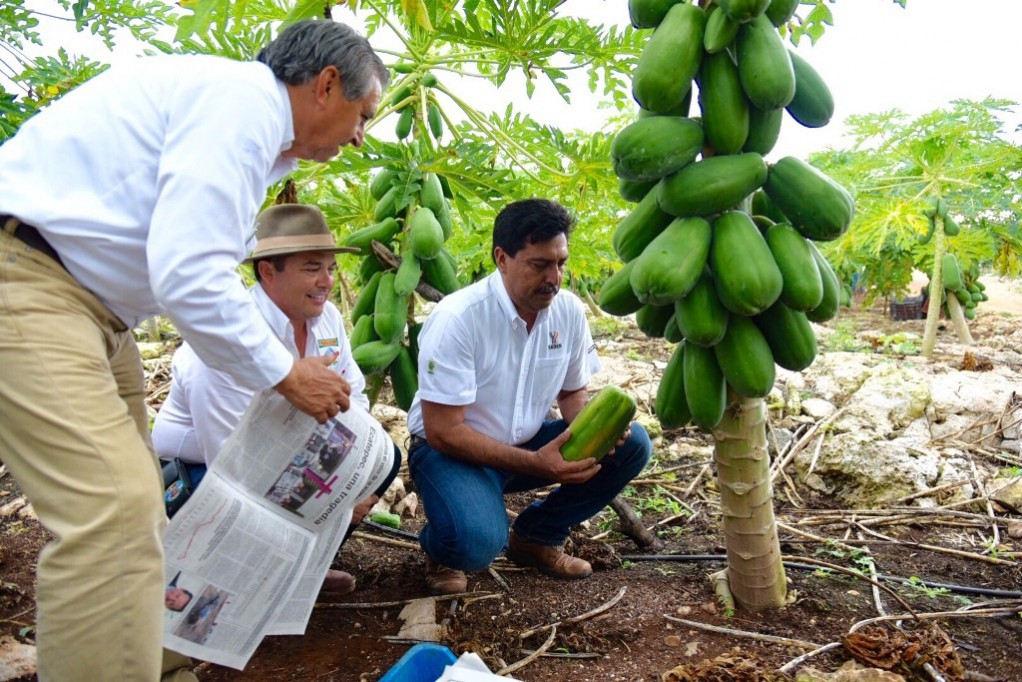 Yucatán conquista Estados Unidos, con papaya maradol Yucatán conquista Estados Unidos, con papaya maradol