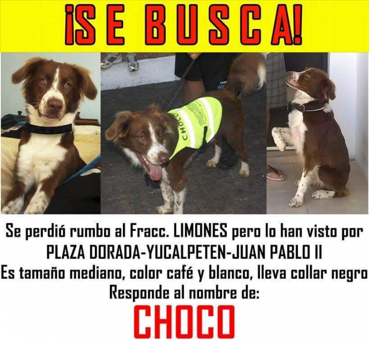 Ayuda para encontrar a Choco Ayuda para encontrar a Choco