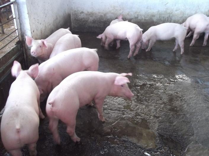 Descartan fiebre porcina en Yucatán Descartan fiebre porcina en Yucatán
