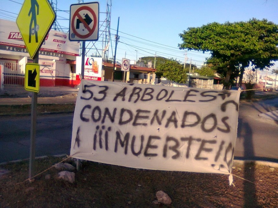 Árboles condenados a muerte en Cordemex Árboles condenados a muerte en Cordemex
