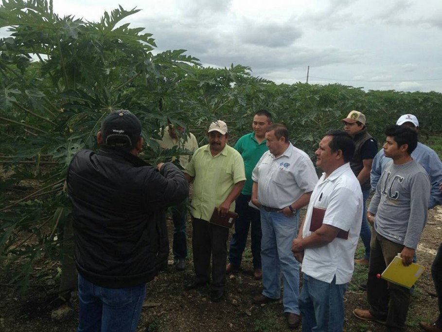 Curso a productores de papaya, en Tizimín Curso a productores de papaya, en Tizimín