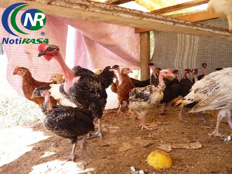 SAN FELIPE: Amas de casa porteñas fascinadas por sus aves de traspatio. SAN FELIPE: Amas de casa porteñas fascinadas por sus aves de traspatio.