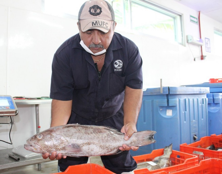 Garantizan abasto de pescados y mariscos Garantizan abasto de pescados y mariscos