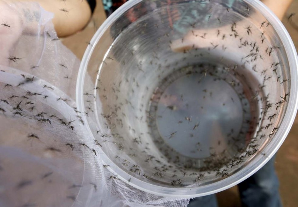 Modificación genética contra el Zika Modificación genética contra el Zika