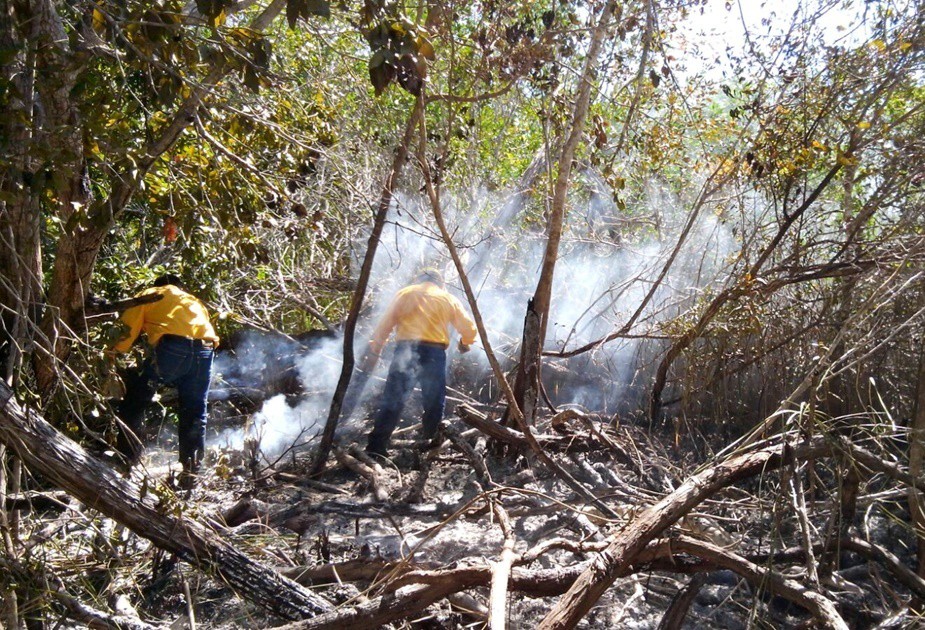 Más de 20 hectáreas afectadas en El Palmar Más de 20 hectáreas afectadas en El Palmar