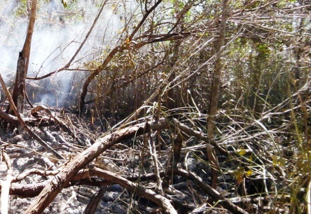 Tardaría 10 años en revertirse el daño ecológico Tardaría 10 años en revertirse el daño ecológico