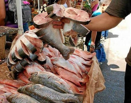 Aumenta consumo y precio de mariscos, en Valladolid Aumenta consumo y precio de mariscos, en Valladolid